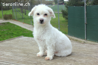 Tofu: Schlaues Kerlchen