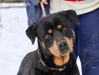 tolle Rottweilerin Grete sucht Körbchen