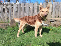 TOM