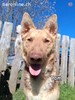 TOM