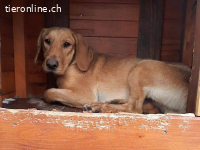 Toni – Bonyhad