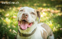 Torgan möchte endlich ankommen (außerhalb von DE)