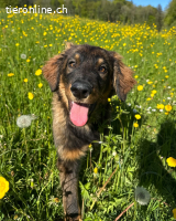 Tornino, der sanfte Wuschel