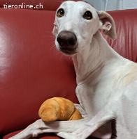 Traumgalga MARIA ist bereit für ihr Happy End