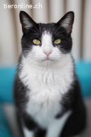 Traumkater CALCETINES (dt. Socke)