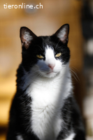 Traumkater CALCETINES (dt. Socke)
