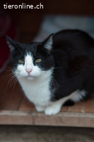Traumkater CALCETINES (dt. Socke)