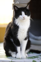 Traumkater CALCETINES (dt. Socke)