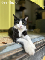 Traumkater CALCETINES (dt. Socke)