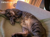 Traumkater Simba sucht seine Zweibeiner