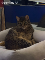 Traumkater Simba sucht seine Zweibeiner