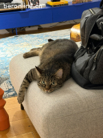 Traumkater Simba sucht seine Zweibeiner