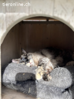 Traumkatze GÉNOVA