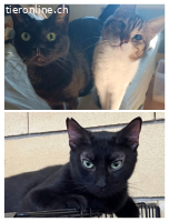 Traumzuhause gesucht