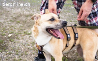 Traurige Anna sucht ein Zuhause in CH/AT