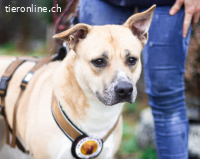 Traurige Anna sucht ein Zuhause in CH/AT