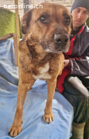 Traurige Quanta sucht ihr Glück