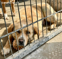 Trauriger Hugo sucht seine Familie