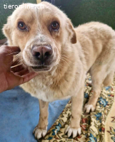 Trauriger Hugo sucht seine Familie