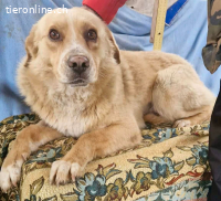 Trauriger Hugo sucht seine Familie