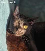 Travis – ein wahrer Traumkater sucht sein Zuhause