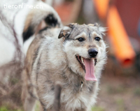 Treuer Wirbelwind Bijou sucht Familienanschluss