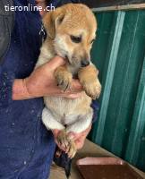 Treya sucht ihr Zuhause