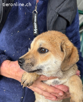 Treya sucht ihr Zuhause