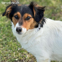 Trixie – lustige und freundliche Junghündin