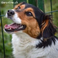 Trixie – lustige und freundliche Junghündin