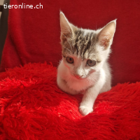 Truffel - auf PS bei Frankfurt