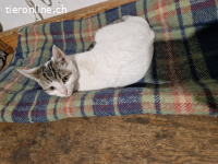 Truffel - auf PS bei Frankfurt