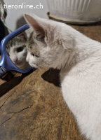 Truffel - auf PS bei Frankfurt