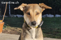 Trusky (3 Jahre) kann ein treuer Begleiter werden