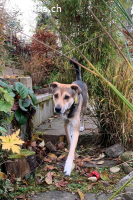 Trusky (3 Jahre) kann ein treuer Begleiter werden