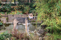 Trusky kann ein treuer Begleiter werden (3 Jahre)