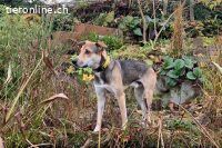 Trusky kann ein treuer Begleiter werden (3 Jahre)