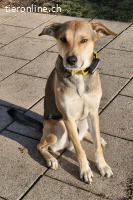 Trusky kann ein treuer Begleiter werden (3 Jahre)