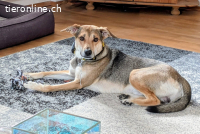 Trusky kann ein treuer Begleiter werden (3 Jahre)