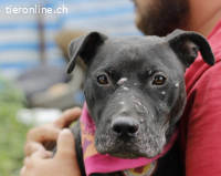 Tuva sucht ein Zuhause