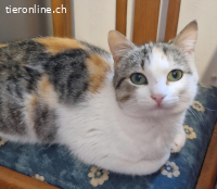 TWIXIE - DIE KLEINE UEBERLEBENSKUENSTLERLIN