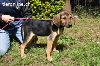 Ugoletto - Ein Plan muss her!