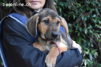 Ugoletto - Ein Plan muss her!