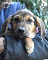 Ugoletto - Ein Plan muss her!