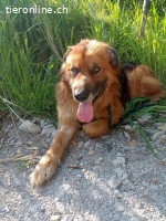 Ulisse, eine  Adoption des Herzens