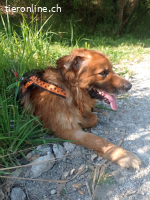 Ulisse, eine  Adoption des Herzens