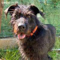 Umbra -Hündin mit einem ganz besonderen Wesen