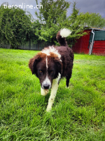 Unico – grosser Junge mit großem Herz sucht seinen Weg ?