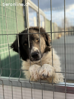 Unico – grosser Junge mit großem Herz sucht seinen Weg ?