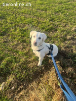 Unikat Balou – kurzbeiniger Labimix zum Verlieben